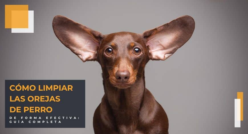 Cómo limpiar orejas de perro de forma efectiva: guía completa